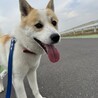 みどり組（保護活動者）