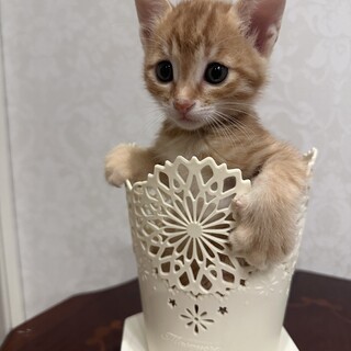 可愛い茶トラ君