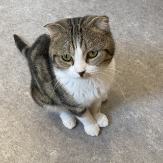 ツンデレボーイ！すこたろう君