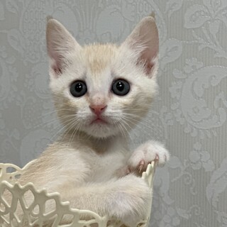 パステル茶トラの女の子