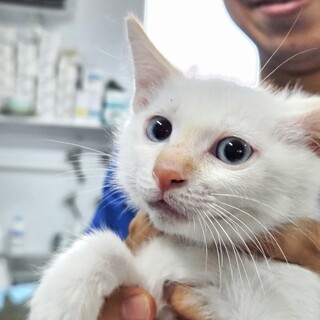 ブルーアイの子猫さん