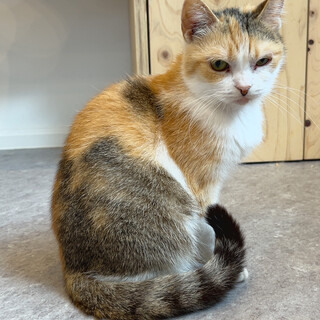 おっとりたち耳スコティッシュぺろちぃちゃん！