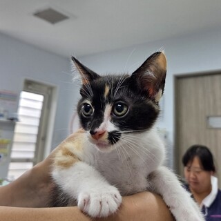 三毛猫子猫さん