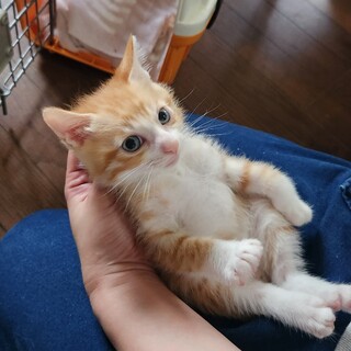 綺麗な瞳の茶白子猫さん