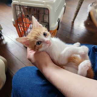 茶白の子猫さん