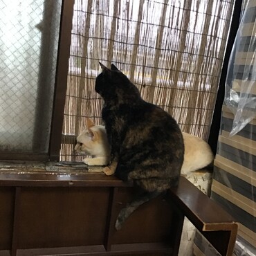 オヅノくん、私たちも二人で鳥を監視してるのよ！朝からうるさいの
