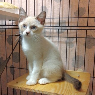 ありがとうです。ラグ風男の子ラビくん2カ月