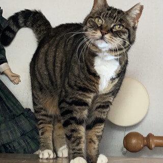 人大好きはるちゃんの里親さん募集中♪