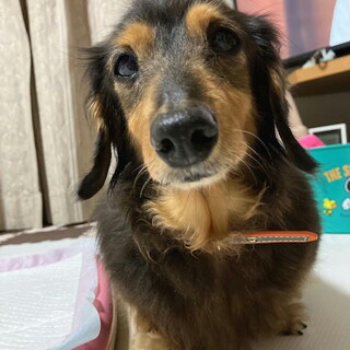 ムダ吠えなし大人しいダックス