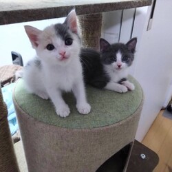 猫の里親会　in 牛久　毎月第四日曜日開催