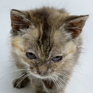 河川敷のランニングで小雨の中で脇道で見つけました。