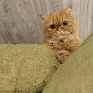 スコティッシュストレートの女の子