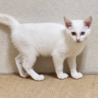 オッドアイのブランちゃん♡