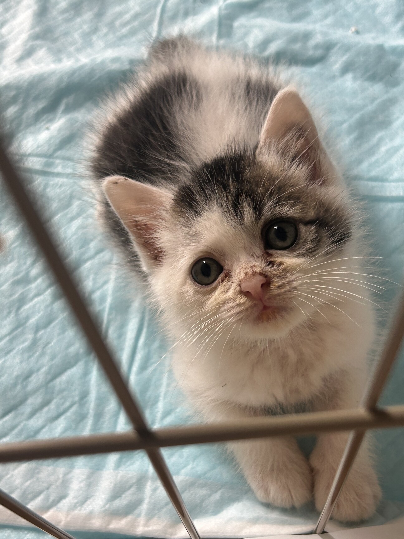 とっても甘えん坊な子猫です」群馬県 - 猫の里親募集(518029