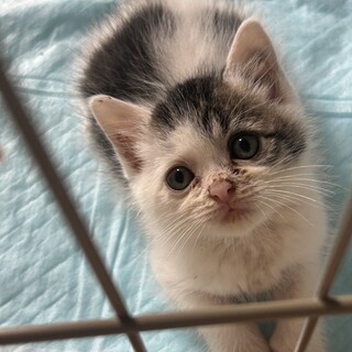 とっても甘えん坊な子猫です