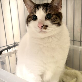 ごろんごろん甘えます、大人しめ。ぼんぼん、ぼん吉