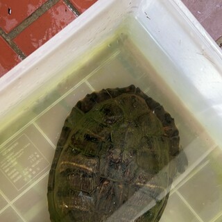 ミシシッピアカミミガメです。15年可愛がりました。