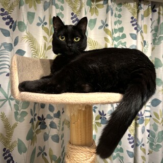 抱っこは苦手だけど、人も猫もとっても好き　ロロくん