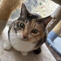 まんまるお顔の可愛いミケちゃん！