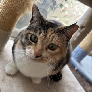 まんまるお顔の可愛いミケちゃん！