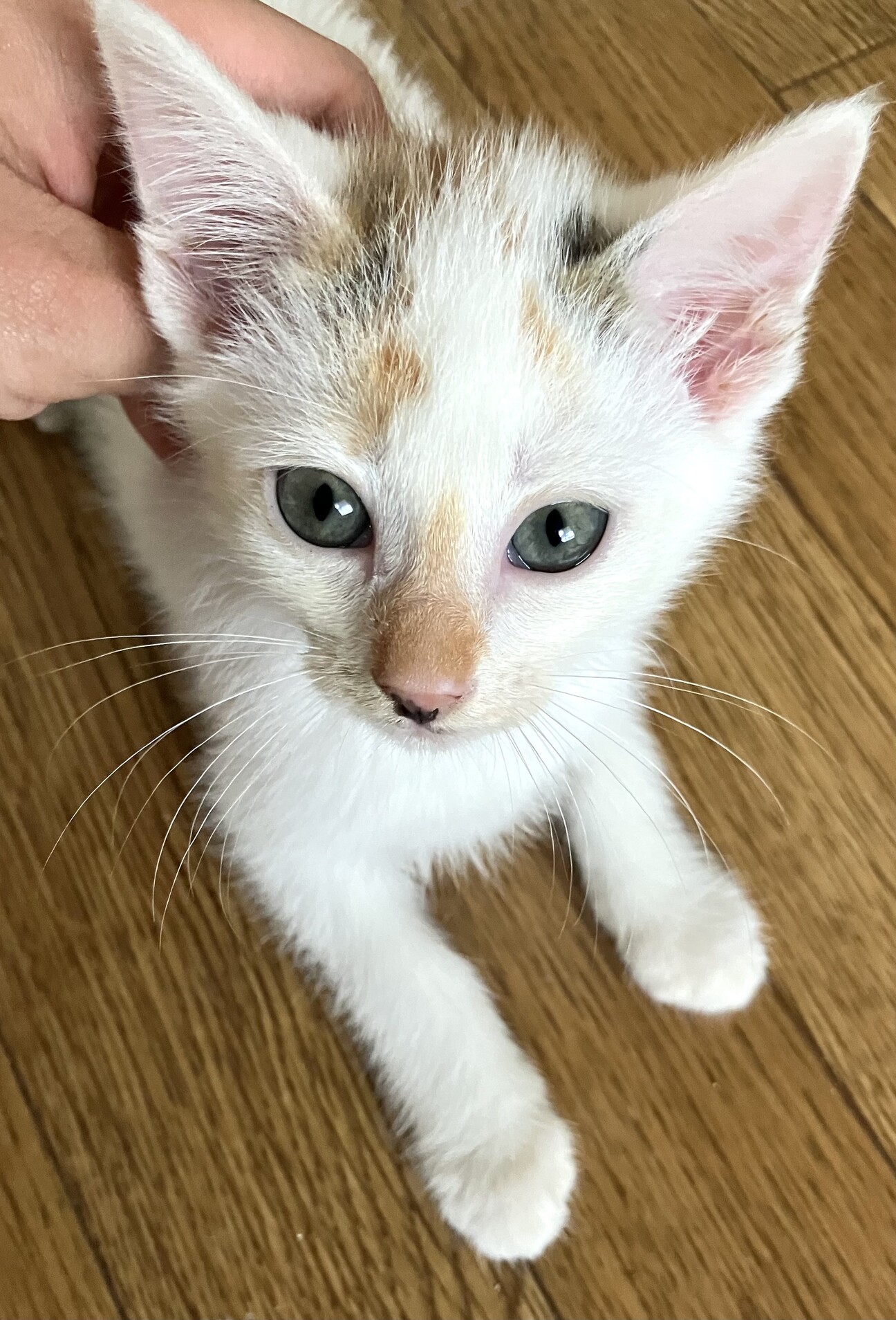 元気な三毛猫ちゃん」大分県 - 猫の里親募集(517380) :: ペット