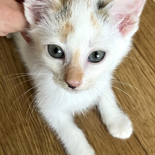 元気な三毛猫ちゃん