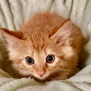 ライオンキングから命名：シンバくん