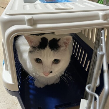 予防接種！自らカゴで待つ。デキる猫まつり姉さんです。