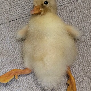 6/22生まれ、コールダックの雛。性別不明