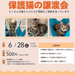 ねこの譲渡会＠大阪市