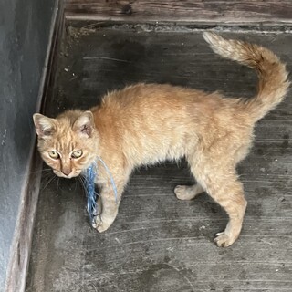 里親募集です