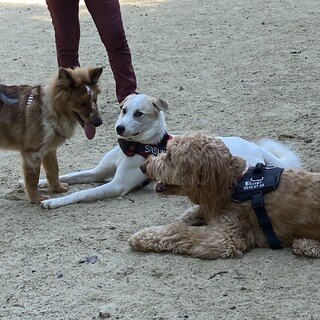 ミックス犬　4歳、大人しく賢いです。24キロ