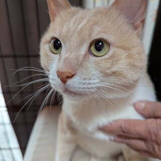 言葉通じてる！？超超甘えん坊な美男子