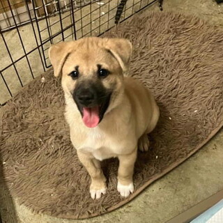 人の手で育った甘えん坊のオス子犬