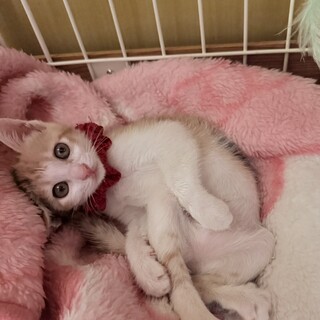可愛いくってごめんなさい❤️人も猫も大好き????