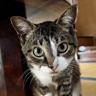 過酷な外猫生活から救われた永遠の子猫さん