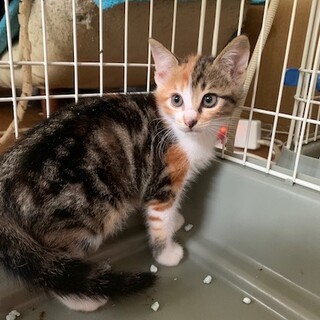 一時停止珍しいアメショ風しま三毛ストームちゃん