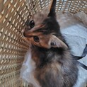 キジ子猫　女の子