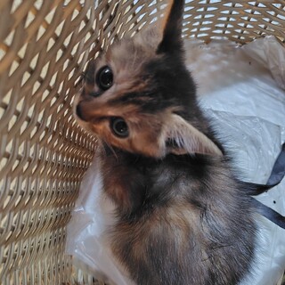 キジ子猫　女の子