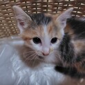 三毛子猫　女の子
