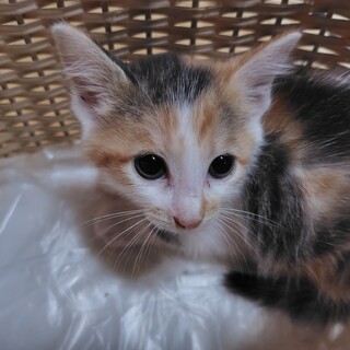 三毛子猫　女の子