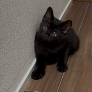 子猫2ヶ月黒猫のつゆです