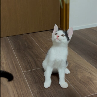 子猫2ヶ月白黒猫のあまねです