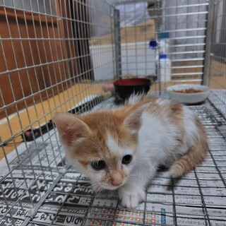 茶白子猫　男の子　チャロック