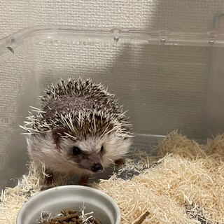 ハリネズミ