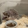 ハリネズミ サムネイル2