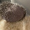ハリネズミ サムネイル3