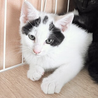 子猫2ヶ月白黒のしずくです
