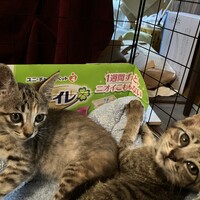 ラグナ