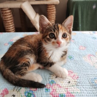 約2ヶ月の女の子【小春】